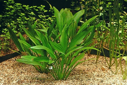 Echinodorus argentinensis