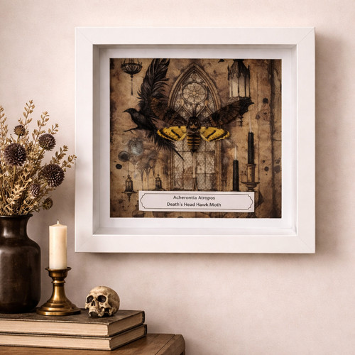 Death head hawk moth - hawk,
