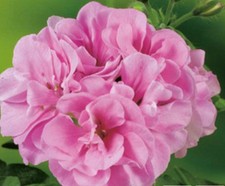 6 Trailing Geranium Ivy Leaf