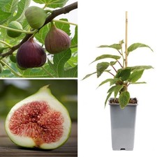 Large Fig Tree 'Brown Turkey'