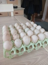 Free Range Duck Eggs for