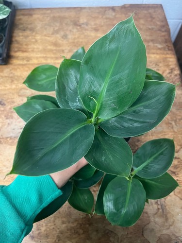 Dwarf banana plant - banana,