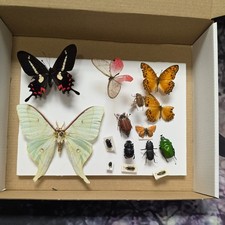 Box10 Mix grade insect