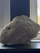 Very large old - large, coral