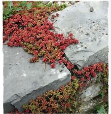 10x Sedum Album Coral Carpet