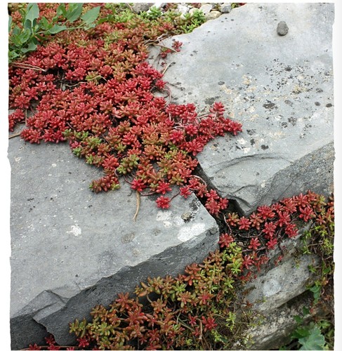 10x sedum album coral - sedum,