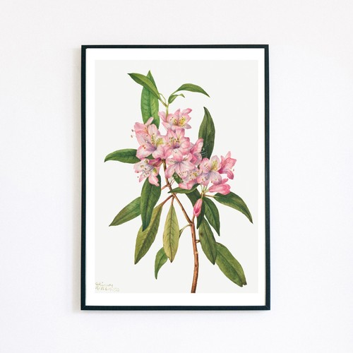 Vintage botanical flower - botanical,