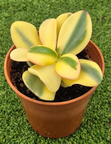 Crassula ovata alba very - -,