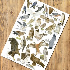 British Birds of Prey Art