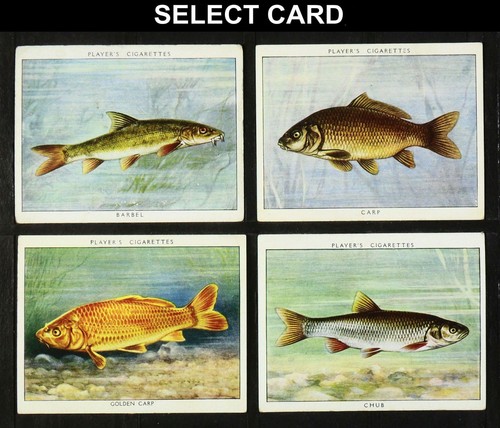 Fresh water fish player - fish,