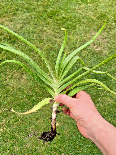 Aloe vera house - aloe,