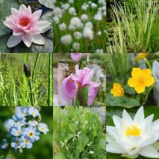 Pond Plant Mixed Selection in Pots - Pick Your Own Aquatic Marginal Water Plants