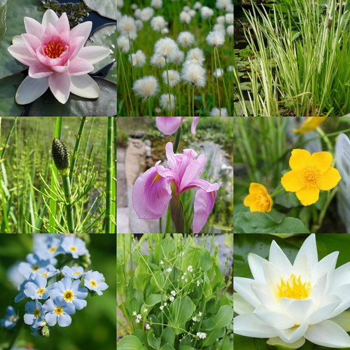 Pond plant mixed selection - plant,