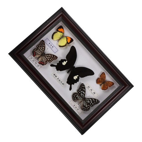 Real butterfly specimen - butterfly,