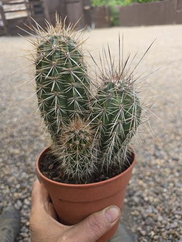 Echinocereus enneacanthus