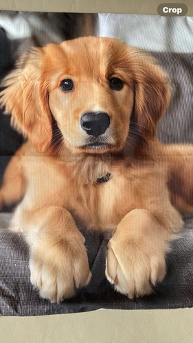 Golden retriever puppy - golden,