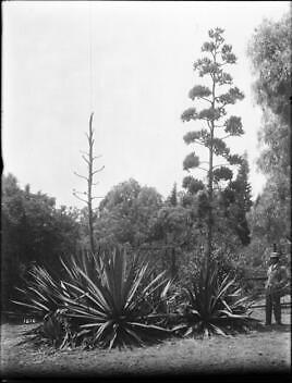 Man standing next cactus - standing,
