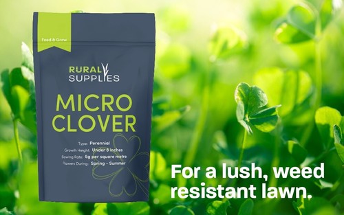 Premium micro clover - clover, seeds