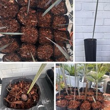 Bismarkia Nobilis - 40-60cm