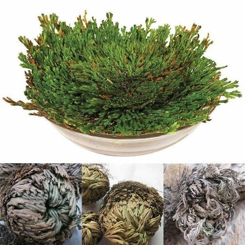 Resurrection rose jericho - of,