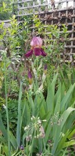 Iris germanica 'Indian Chief'