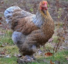 6 LARGE STANDARD BLUE PARTRIDE