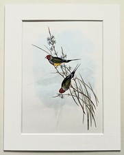Australian GOULDIAN FINCH - Mounted John Gould Bird Print 1960 Book Plate