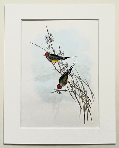 Australian gouldian finch - finch,