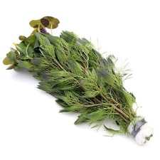 Cabomba Aquatica Bunch Live