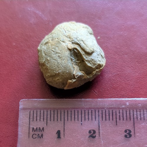 Fossil echinoid jurassic - echinoid,,