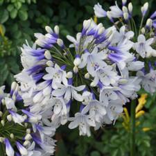 Agapanthus Twister African