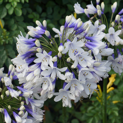 Agapanthus twister african - twister,