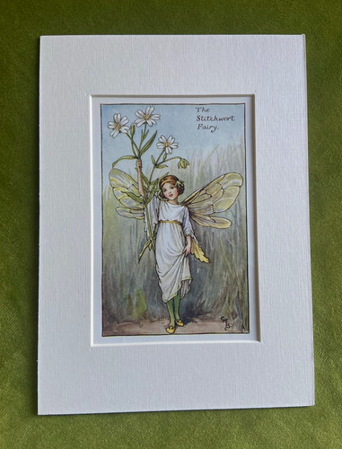 Stitchwort flower fairy - flower,