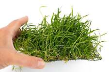 Lilaeopsis brasiliensis on Pad - Tropical Water Live Aquarium Plants