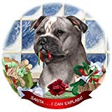 Staffordshire bull terrier - bull,