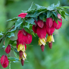 Abutilon megapotamicum -