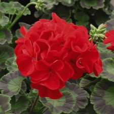 Geranium 'Best Red' F1 Hybrid