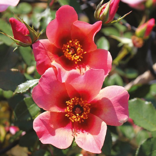 Floribunda rose for your eyes - rose,,