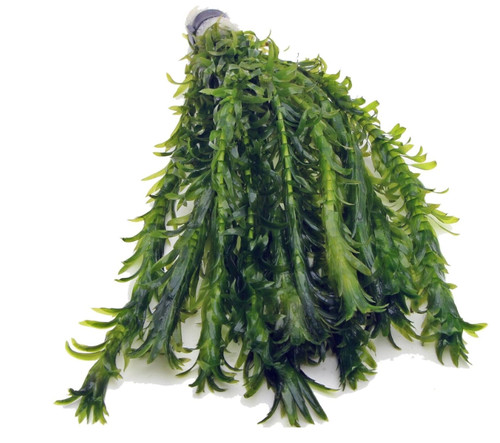 Elodea densa xl - -, bunch