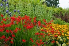 Crocosmia x 'Lucifer' -