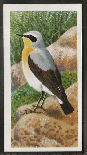 Brooke bond bird - brooke,