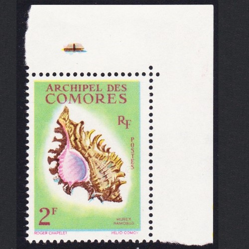 Sea shell murex - sea,