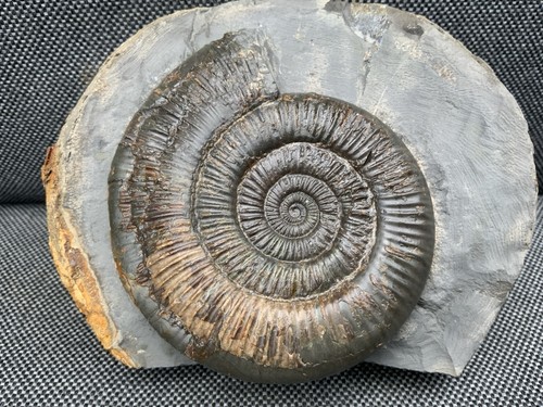 Large dactylioceras - large,