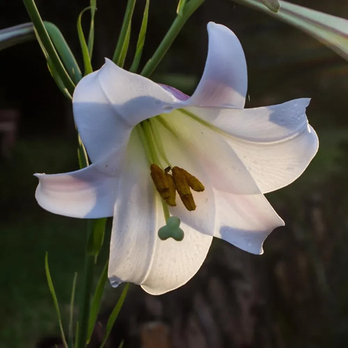 Lilium formosanum dwarf - |,