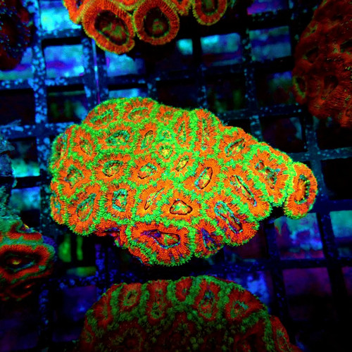 Wysiwyg acan lord coral - -,