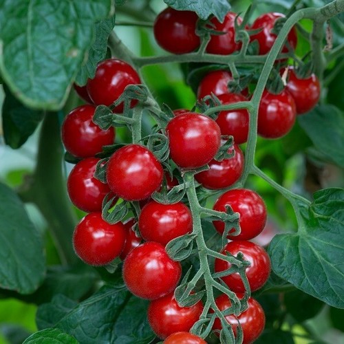 Christmas grapes cherry - 15,