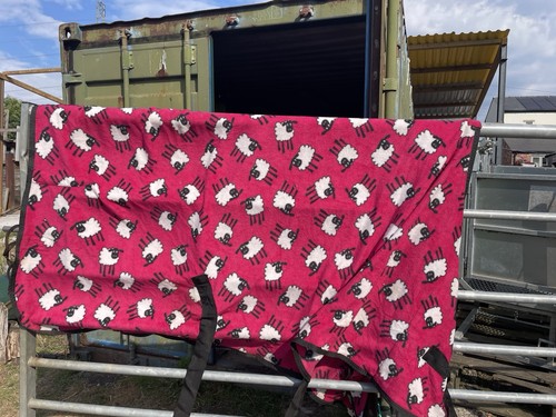 Horse masters sheep - fleece, rug
