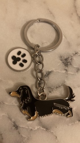Dachshund black brown - &, dog