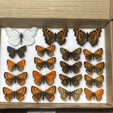 A COLLECTION OF 19 BUTTERFLY