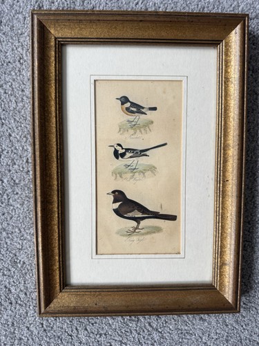 Hand coloured bird engraving - bird,,